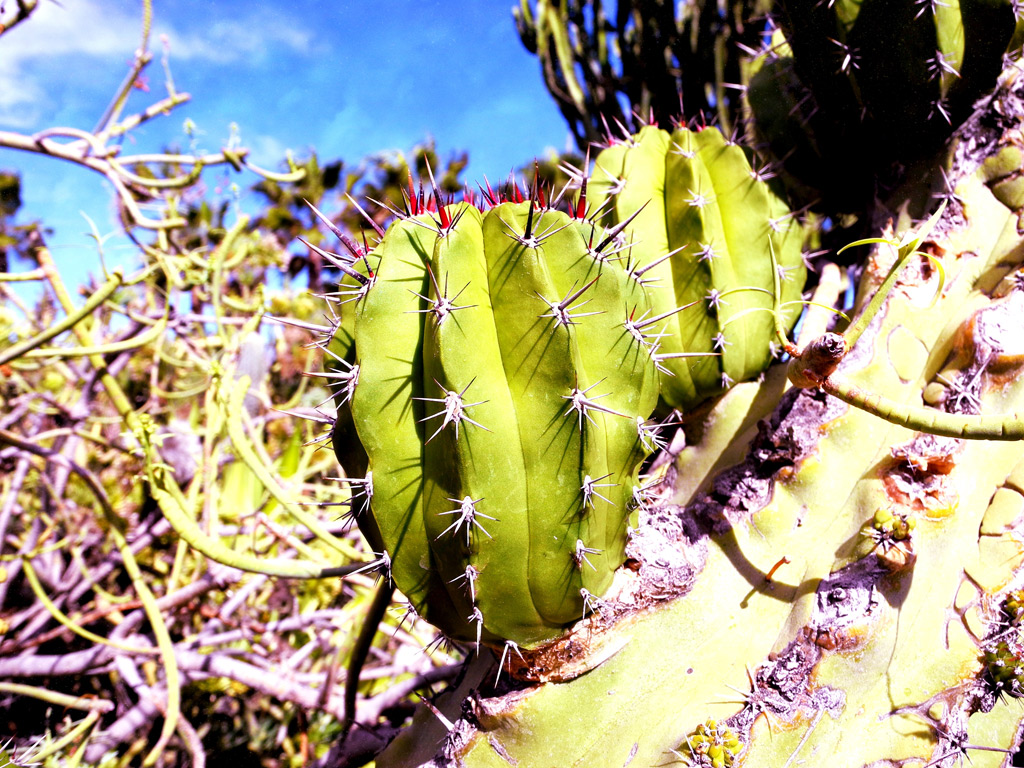 Nature Photography